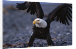 Bald Eagle Spreading Wings by Anonymous