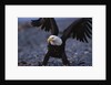 Bald Eagle Spreading Wings by Anonymous