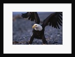 Bald Eagle Spreading Wings by Anonymous