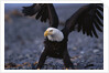 Bald Eagle Spreading Wings by Anonymous