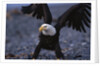 Bald Eagle Spreading Wings by Anonymous