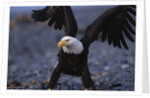 Bald Eagle Spreading Wings by Anonymous