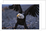 Bald Eagle Spreading Wings by Anonymous