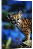 Mountain Lion Cub by Anonymous