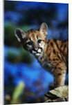 Mountain Lion Cub by Anonymous