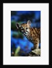 Mountain Lion Cub by Anonymous