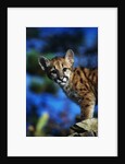 Mountain Lion Cub by Anonymous