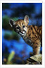 Mountain Lion Cub by Anonymous