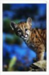 Mountain Lion Cub by Anonymous