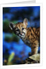 Mountain Lion Cub by Anonymous