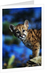 Mountain Lion Cub by Anonymous