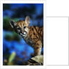 Mountain Lion Cub by Anonymous
