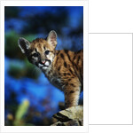 Mountain Lion Cub by Anonymous