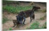 Gray Wolf with Pups by Anonymous