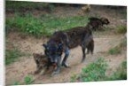 Gray Wolf with Pups by Anonymous