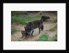 Gray Wolf with Pups by Anonymous