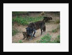 Gray Wolf with Pups by Anonymous