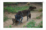 Gray Wolf with Pups by Anonymous