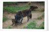 Gray Wolf with Pups by Anonymous