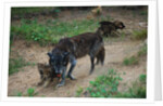 Gray Wolf with Pups by Anonymous