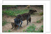 Gray Wolf with Pups by Anonymous