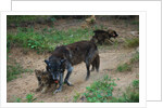 Gray Wolf with Pups by Anonymous