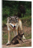 Grey Wolf with Pup by Anonymous