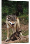 Grey Wolf with Pup by Anonymous