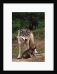 Grey Wolf with Pup by Anonymous
