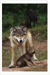 Grey Wolf with Pup by Anonymous