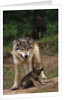 Grey Wolf with Pup by Anonymous