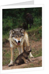 Grey Wolf with Pup by Anonymous