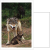 Grey Wolf with Pup by Anonymous