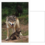 Grey Wolf with Pup by Anonymous