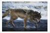 Gray Wolf in the Kettle River by Anonymous