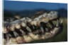 Mouth of an American Crocodile by Anonymous