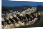 Mouth of an American Crocodile by Anonymous