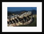 Mouth of an American Crocodile by Anonymous