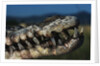 Mouth of an American Crocodile by Anonymous