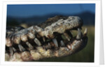 Mouth of an American Crocodile by Anonymous
