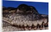 Eye of an American Crocodile by Anonymous
