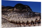 Eye of an American Crocodile by Anonymous