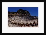 Eye of an American Crocodile by Anonymous
