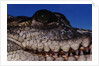 Eye of an American Crocodile by Anonymous