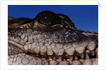 Eye of an American Crocodile by Anonymous