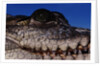 Eye of an American Crocodile by Anonymous