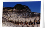 Eye of an American Crocodile by Anonymous