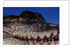Eye of an American Crocodile by Anonymous
