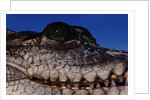 Eye of an American Crocodile by Anonymous
