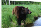 Black Bear by Anonymous